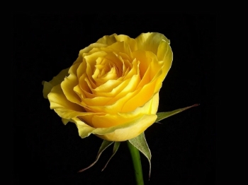 Bedeutung von Gelbe Rose