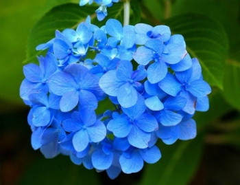 Signification des fleurs bleues