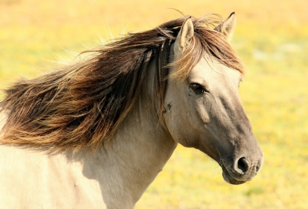 Kuda: simbologi dan makna