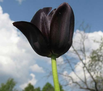 Juodosios tulpės reikšmė
