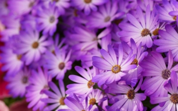 Violeta ziedu nozīme