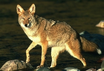 Kojotas